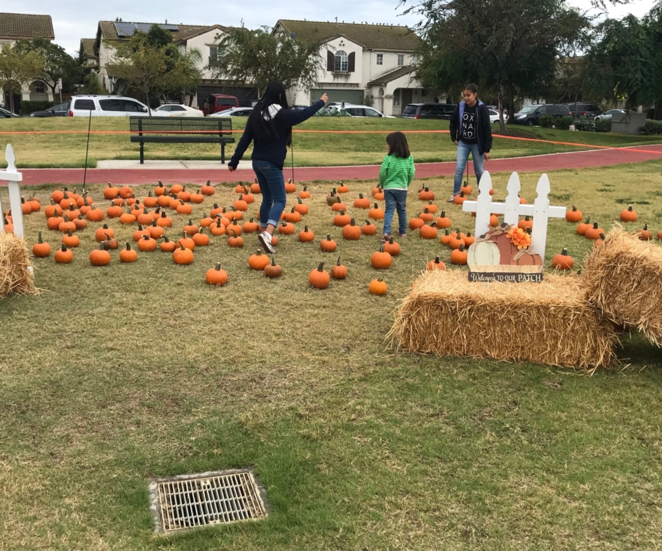 Pumpkin patch 2