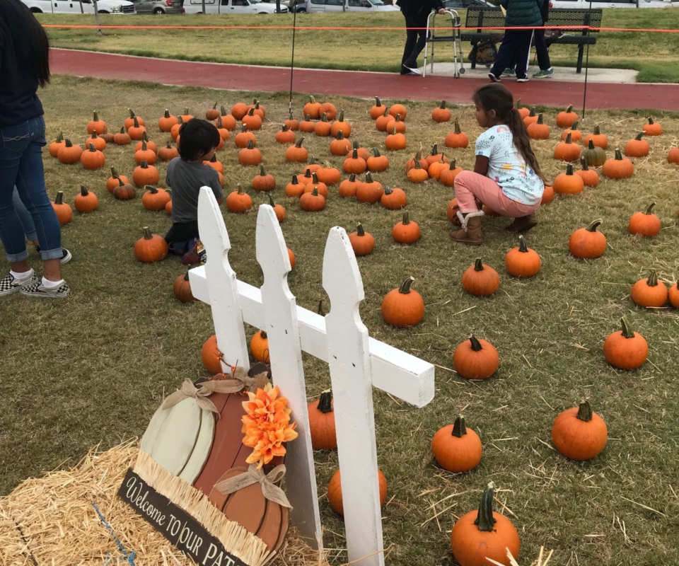 Pumpkin patch 3