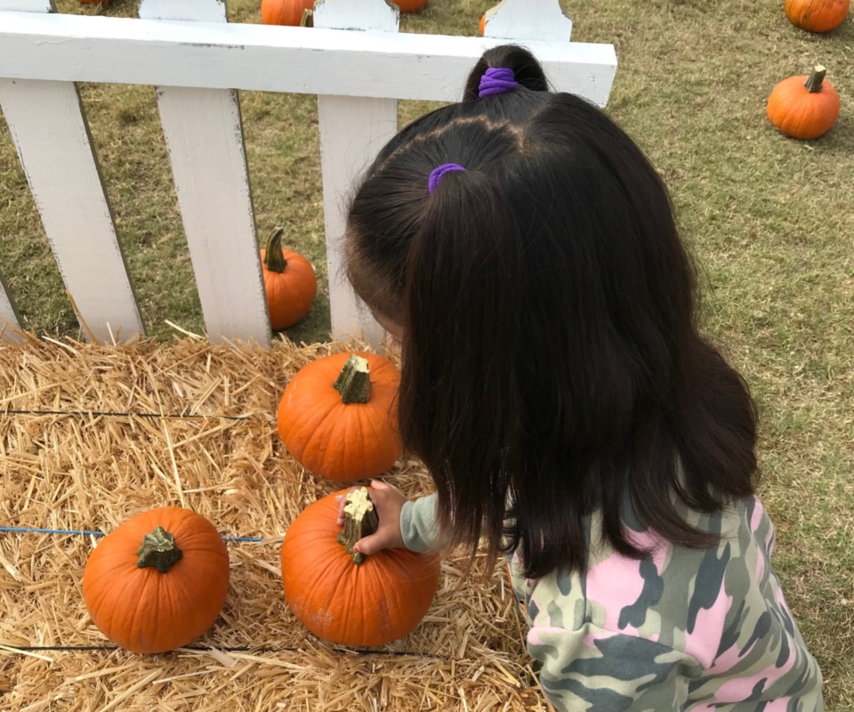 Pumpkin patch