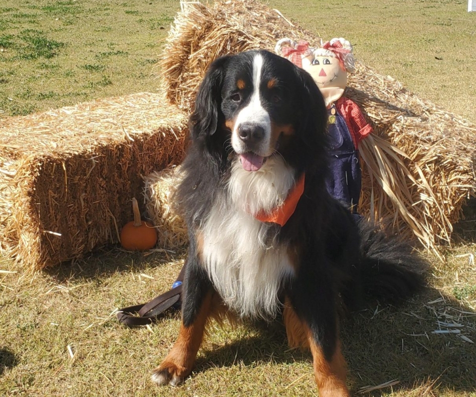 charles pumpkin patch